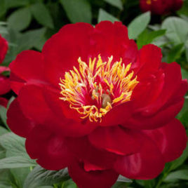 Paeonia lactiflora ‘Buckeye Belle’ – bordó pünkösdi rózsa ÚJDONSÁG!