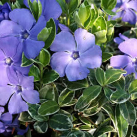 Vinca minor ‘Ralph Shugert’ – Ralph Shugert apró meténg