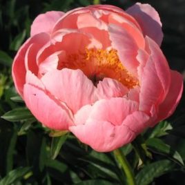 Paeonia lactiflora ‘Coral Sunset’- lazac rózsaszín pünkösdirózsa ÚJDONSÁG!