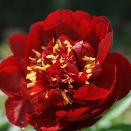 Paeonia lactiflora ‘Buckeye Belle’ – sötét bordó pünkösdi rózsa ÚJDONSÁG!