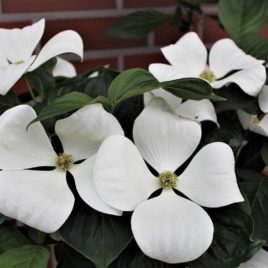 Cornus kousa Vénusz – Vénusz csillag virágú som ÚJDONSÁG!