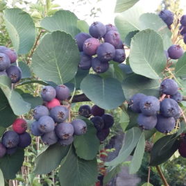 Amelanchier x grandiflora ‘Martin’ – nagy termésű mézalmácska oltvány