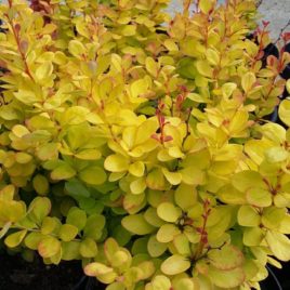 Berberis thumbergii ‘Golden Tower’ – “Arany Torony” borbolya PBR ÚJDONSÁG!