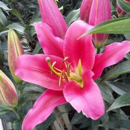 Lilium regale Cv. – Király liliom fajták