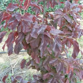 Parrotia persica ‘Bella’ – vöröslő levelű perzsafa ÚJDONSÁG!
