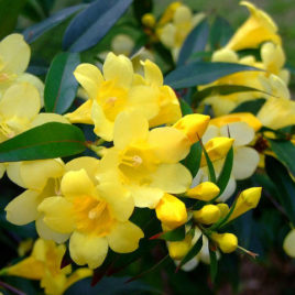 Gelsemium sempervirens – sárga “jázmin”
