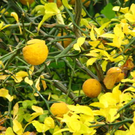 Poncirus trifoliata – Háromlevelű vadcitrom