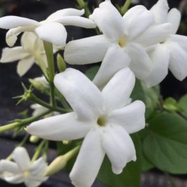 Jasminum sambac – “arab” jázmin