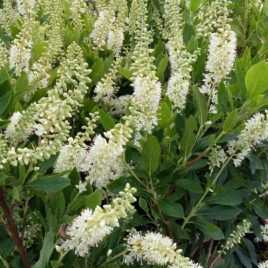 Clethra alnifolia ‘Hummingbird’ – Hummingbird égerlevelű borsfa
