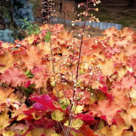 Heuchera x hibrida ‘Cassandra’ – Cassandra hibrid tűzeső