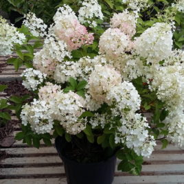 Hydrangea paniculata ‘Bubo’ – törpe bugás hortenzia ÚJDONSÁG!