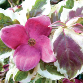 Cornus kousa ‘Akatzuki’ – Akatzuki kínai csillagsom Újdonság!