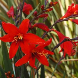 Crocosmia x ‘Ireland’ – fagytűrő(bb) sáfrányfű