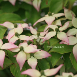 Cornus kousa ‘Dwarf Pink’ – Dwarf Pink kinai csillagsom ÚJDONSÁG!