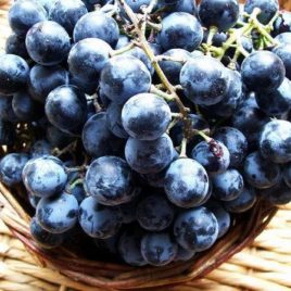 Vitis labrusca x Vitis vinifera ‘Othello’ – Othello szőlő “Régiség”
