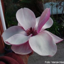 Magnolia x ‘Tikitere’ – Tikitere liliomfa ÚJDONSÁG!