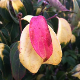 Cornus kousa ‘Champions Gold’ – Champions Gold csillagvirágú som ÚJDONSÁG!