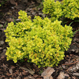 Berberis thumbergii ‘Golden Divine’ – Golden Divine japán borbolya Újdonság!