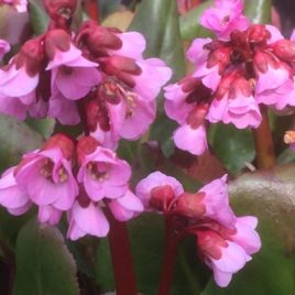 Bergenia x ‘Spring Fling’ – Spring Fling hibrid bőrlevél Újdonság!