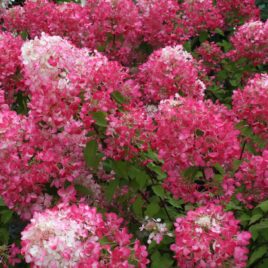 Hydrangea paniculata ‘Diamant Rouge’ – Diamant Rouge bugás hortenzia ÚJDONSÁG!