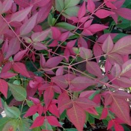 Nandina domestica ‘Flirt’ – Flirt törpe japán szentfa ÚJDONSÁG!