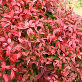 Nandina domestica ‘Firepower’ – Firepower japán szentfa