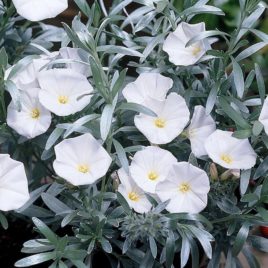 Convulvulus cneorum – ezüstös, cserjés szulák ÚJDONSÁG!