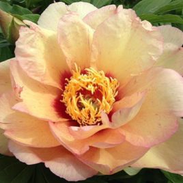 Paeonia x ‘Callies Memory” – Itoh hibrid pünkösdirózsa Új!