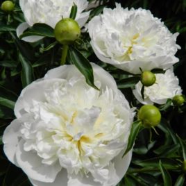 Paeonia lactiflora ‘Duchesse de Nemours’ – Duchesse de Nemours pünkösdirózsa