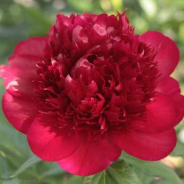 Paeonia ‘Red Charm’ – Red Charm pünkösdirózsa