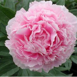 Paeonia lactiflora ‘Sarah Bernhardt’ – Sarah Bernhardt pünkösdirózsa