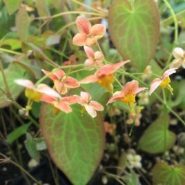 Epimedium x ‘Orange Königin’ – Narancs színű tündérvirág Újdonság!