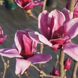 Magnolia x ‘Shiraz’ – Shiraz liliomfa Újdonság!