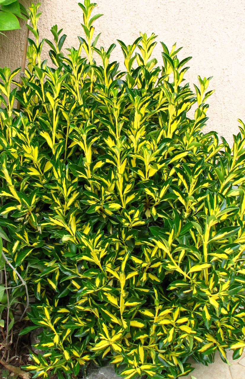 Euonymus japonica 'Aureovariegata' - aranytarka japán kecskerágó