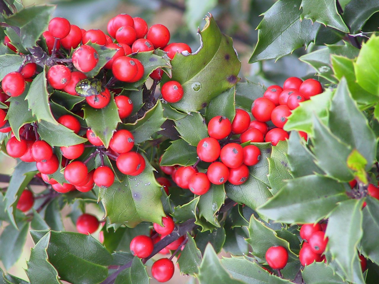 Ilex x  meservae 'Blue Angel' -  hibrid magyal