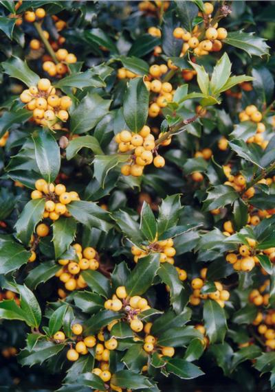 Ilex x meservae 'Golden Girl' - sárga hibrid magyal