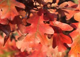 Quercus x bimundorum ‘Crimson Spire’ –  bíbor ,oszlopos hibrid tölgy