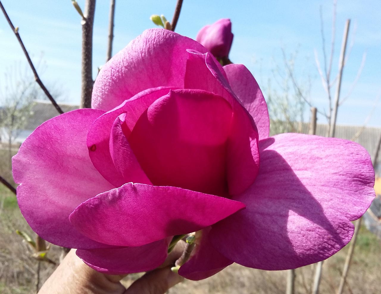 Magnolia x Cleopátra - Kleopátra Liliomfa ÚJDONSÁG! 2é.