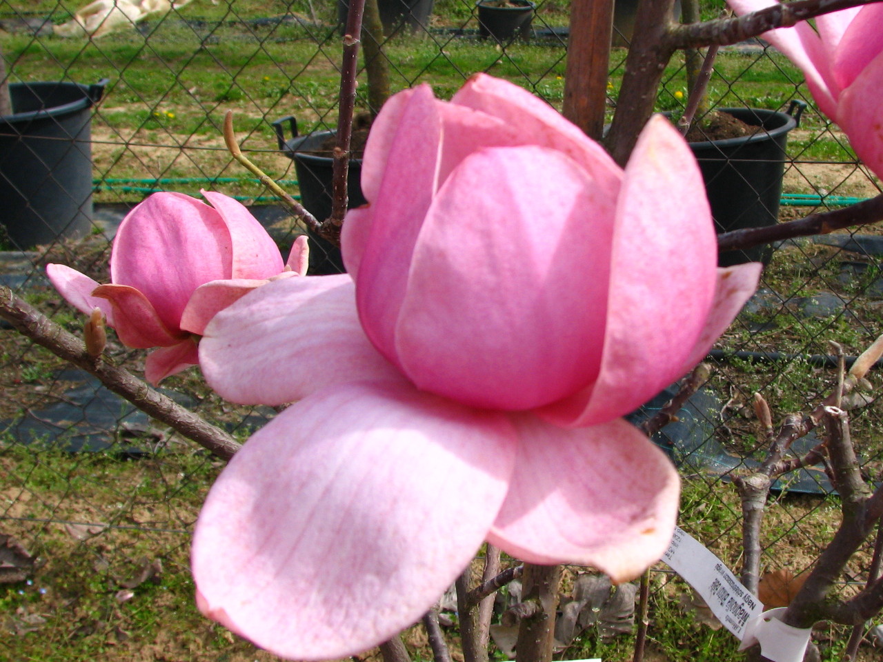 Magnolia x 'Brixton Belle' -  liliomfa  Újdonság!