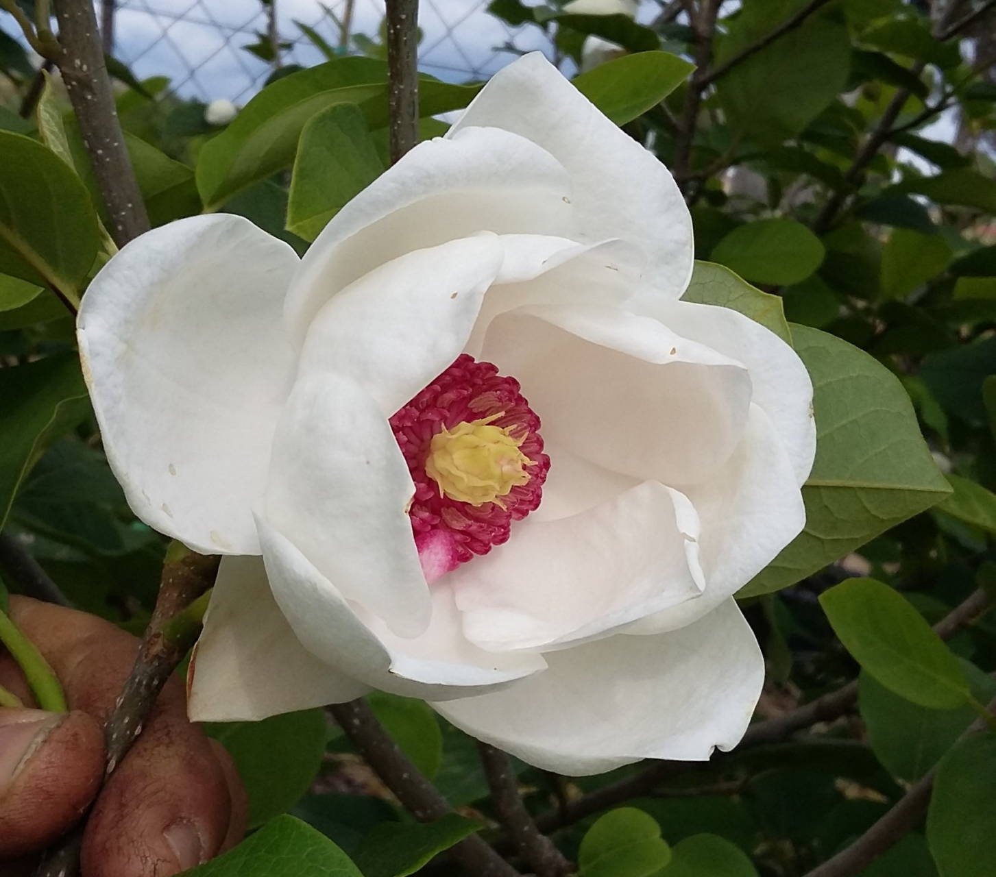 Magnolia Sieboldii - nyári  virágzású liliomfa