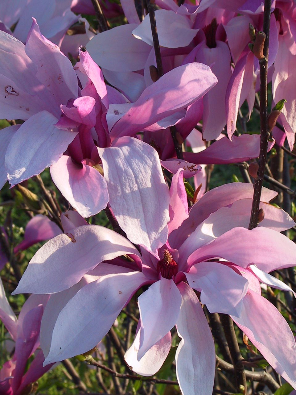 Magnolia  x liliflora 'Betty' -  liliomfa