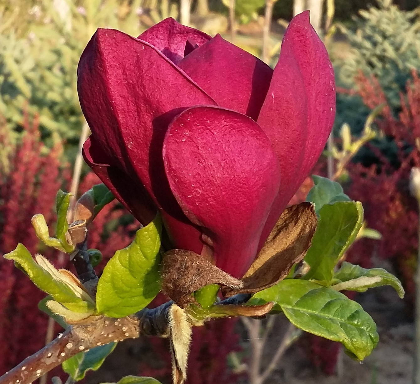 Magnolia   x   'Genie' -     'Genie'   magas törzsű liliomfa   Új termék!