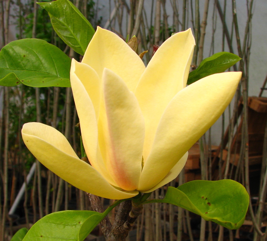 Magnolia  brookliniensis 'Sunspire' - sárga virágú, karcsú liliomfa ÚJDONSÁG!