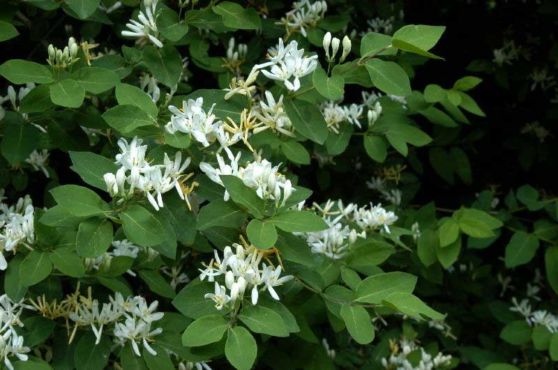 Lonicera xylosteum - Ükörke lonc