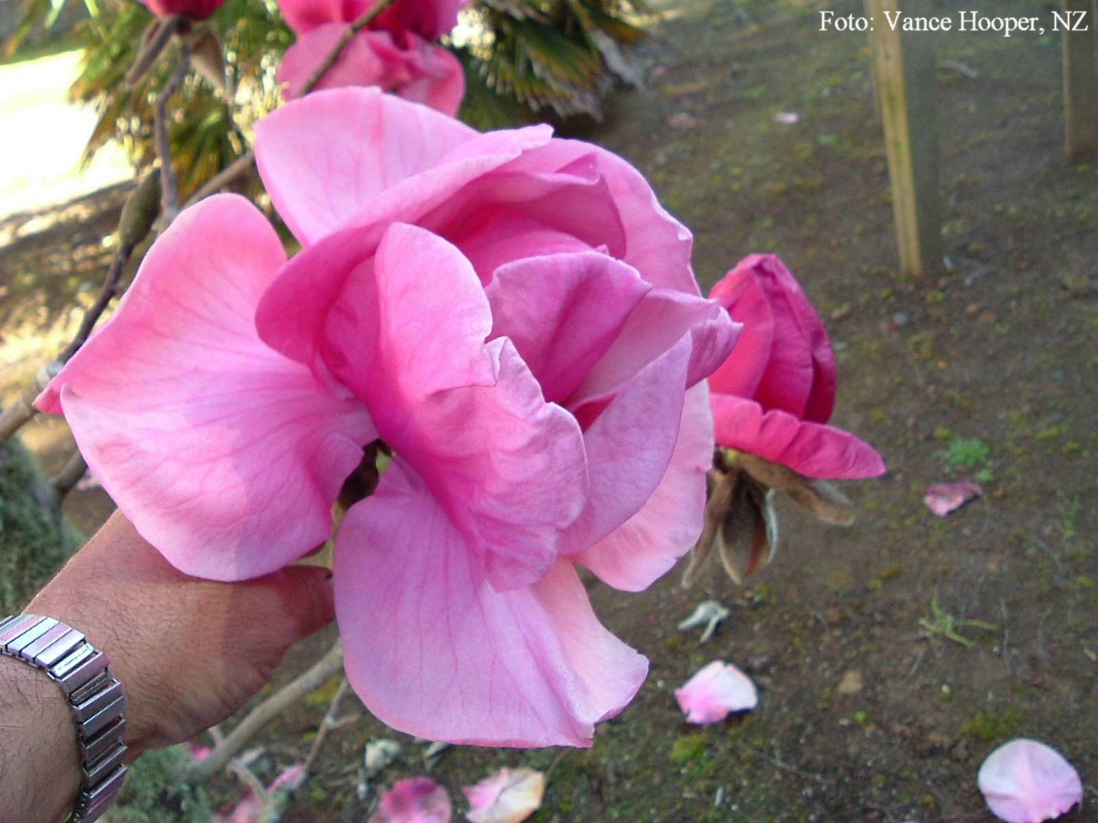 Magnolia x  'Felix Jury' -  Felix Jury óriás virágú liliomfa ÚJDONSÁG!