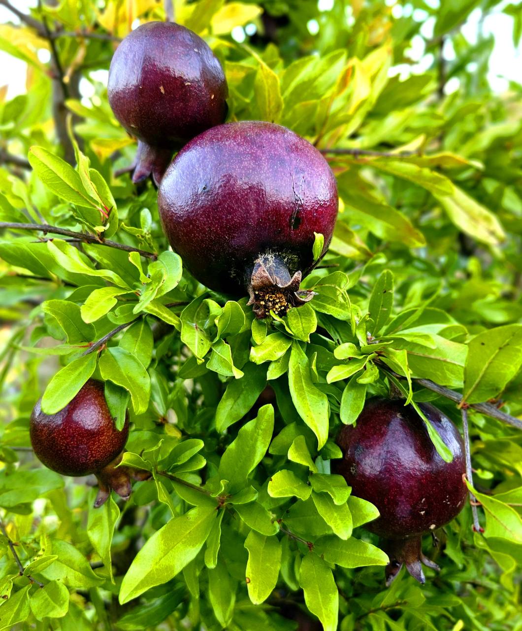 Punica granatum 'Fruit Violet' - Bibor gránátalma ÚJDONSÁG!
