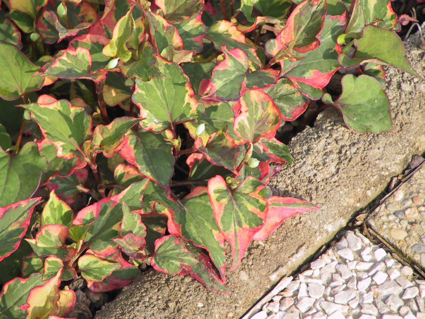 Houttuynia cordata 'Chameleon'  -   Kaméleon virág
