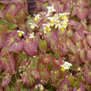 Epimedium versicolor 'Sulphureum' -  kénsárga tündérvirág  Újdonság, már megint !