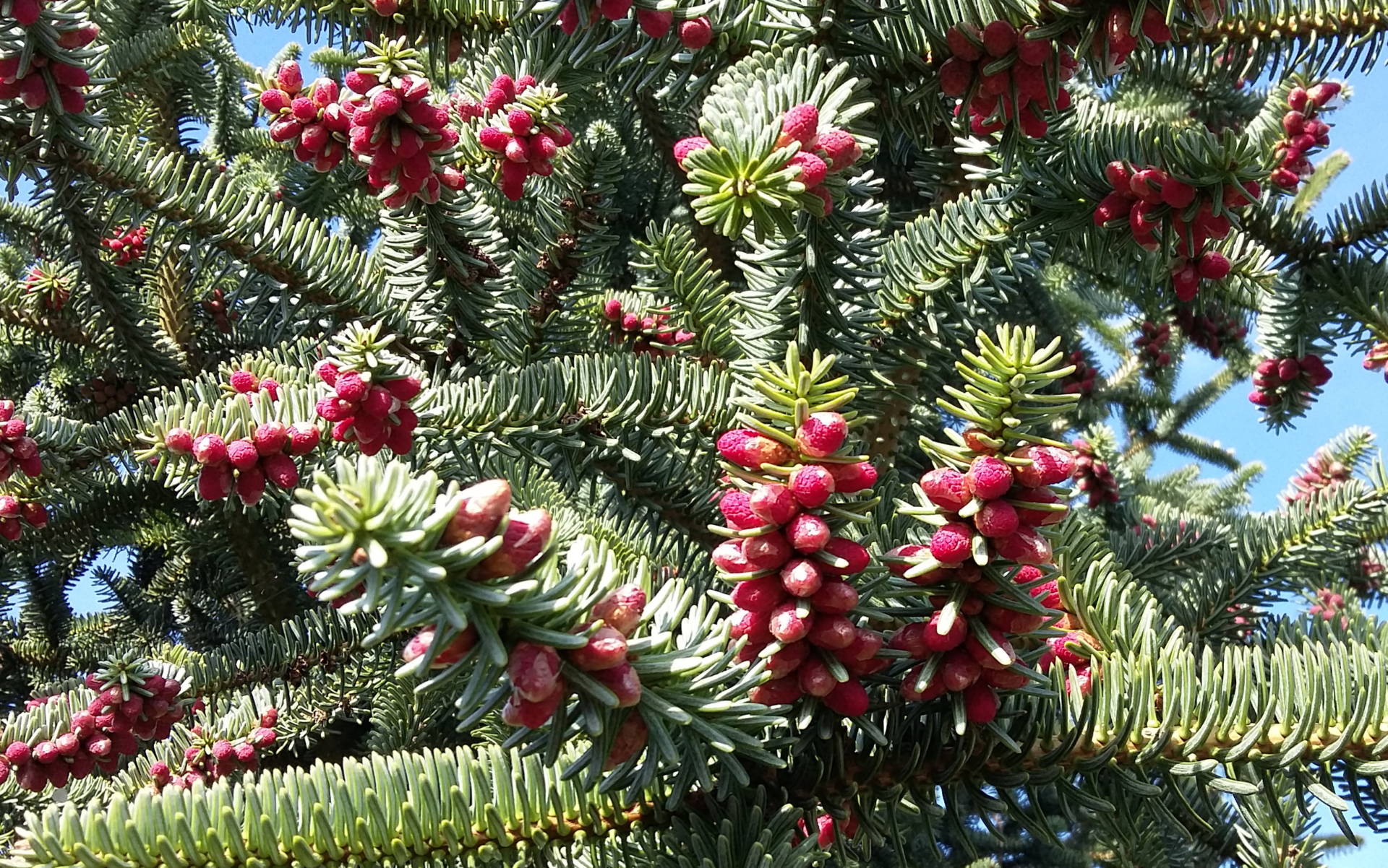 Abies pinsapo 'Kelleris' -Kelleris  andalúz  jegenyefenyő  ÚJDONSÁG! (másolat)