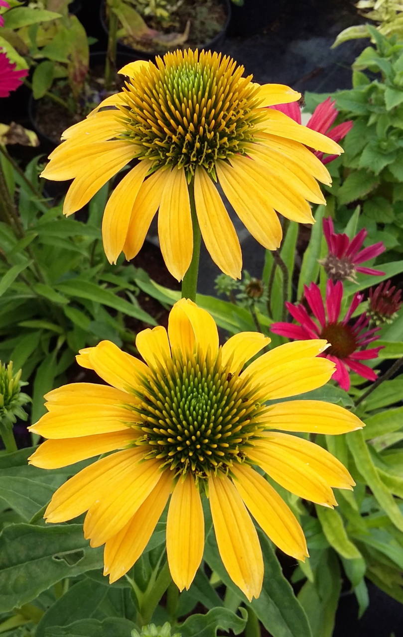 Echinacea x 'Cheyene Spirit' -   Cheyene Spirit  kasvirág színkeverék x  6db  csomag